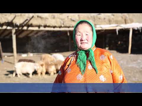 Climate change affects the migration of Mongolian herders