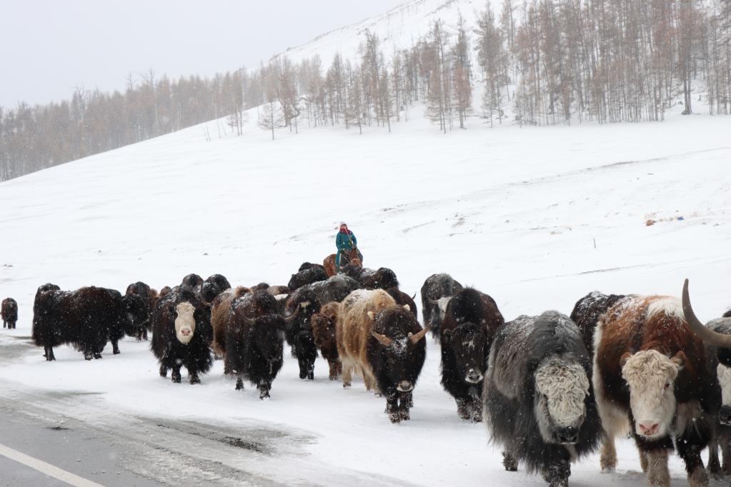 a herder with yaks in the snow storm