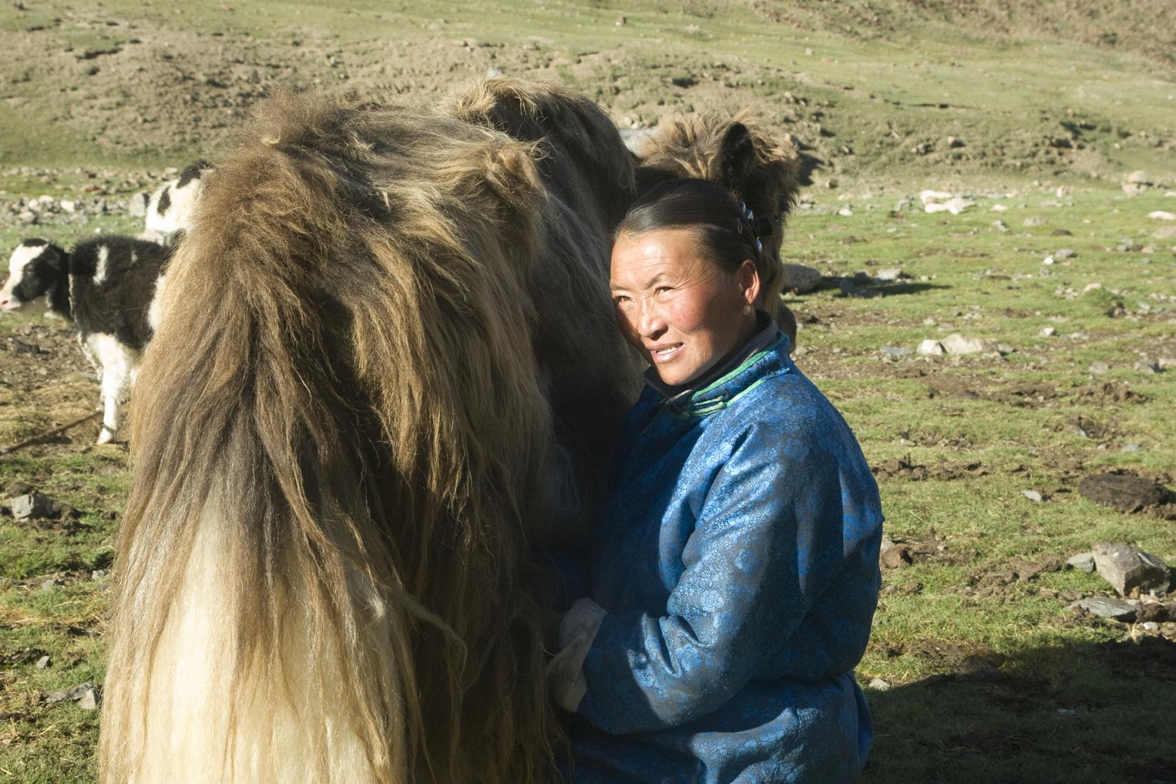 Mongolian herder woman milking a yak.