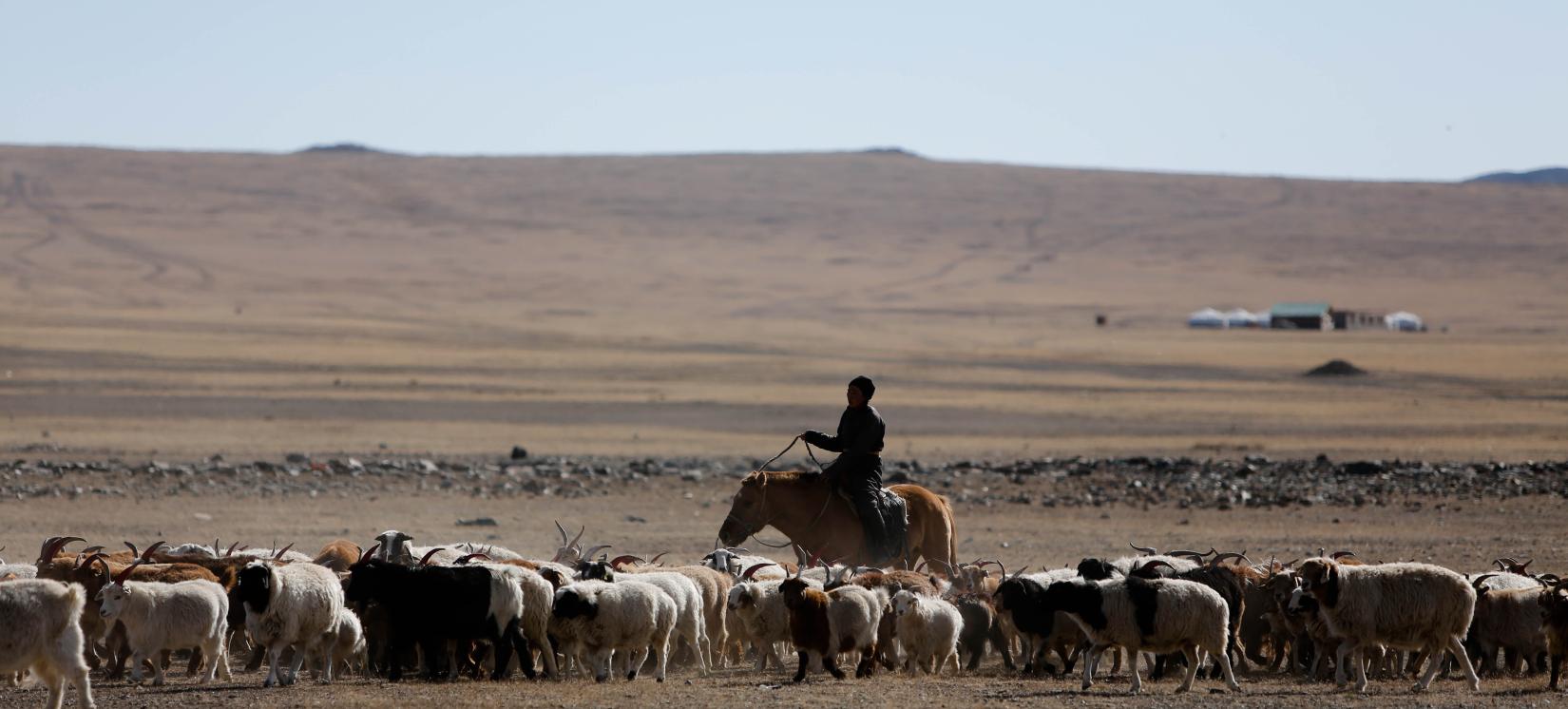 A Mongolian herder tending flock