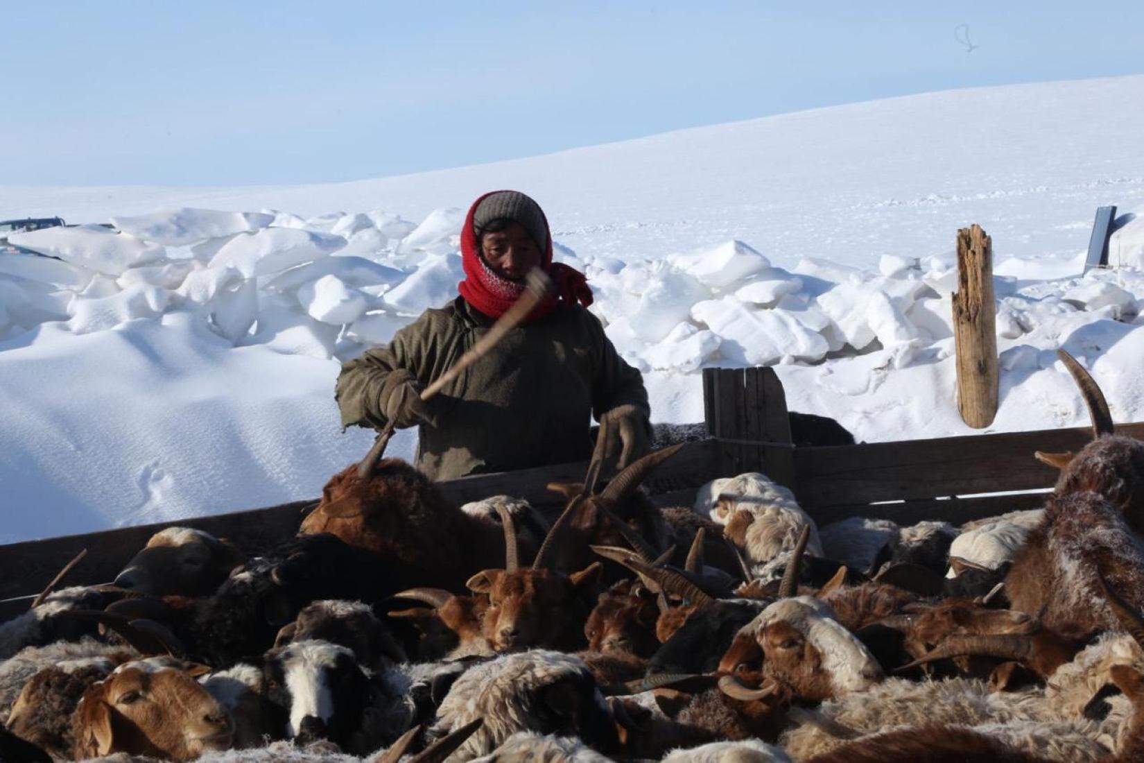 A herder facing the brunt of dzud 
