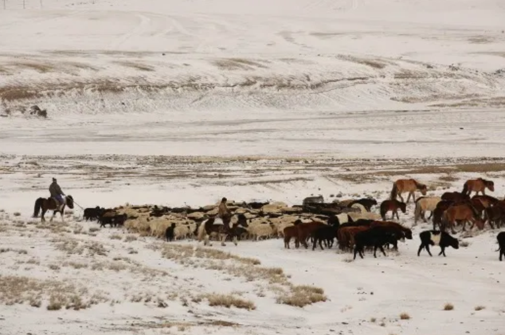 Herders guide livestock through the snowy plains, preparing for the harsh winter | Photo: IOM