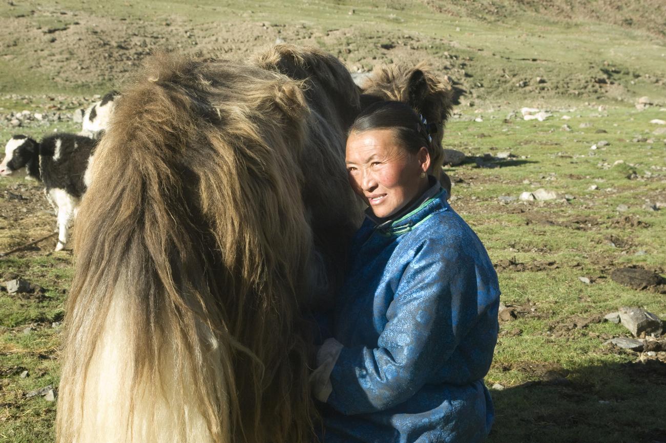 Herder women milking a yak