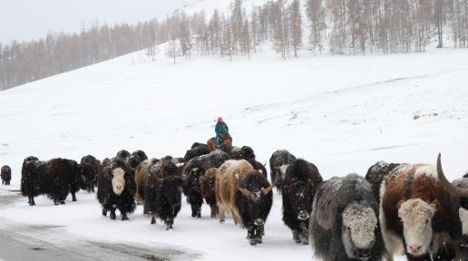 a herder with yaks in the snow storm